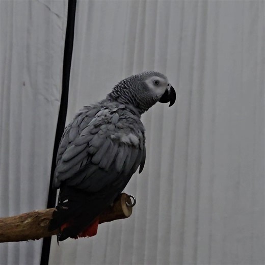For those of you interested in who is always talkinig in the background, this is a video of Ozzy. He is often heard talking in the background of most of our videos. I thought you all might enjoy seeing what he looks like in action. Enjoy! | Ginger's Parrot Rescue