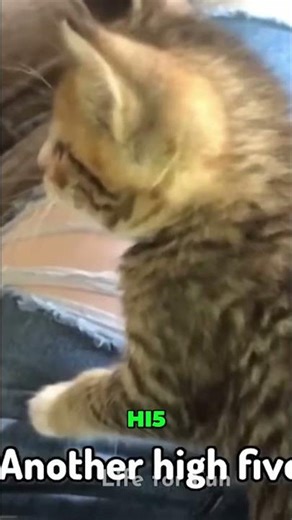 Cutest High Fives Ever! Kittens & Cats Say Hello!