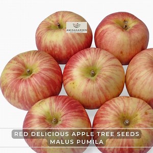 Red Delicious Apple Tree Seeds – Malus Pumila | Edible Fruit, Fast-growing, Hardy Tree With Beautiful Fall Color - Etsy
