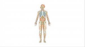 「アニメーション泌尿器、泌尿器系、腎臓、尿管、膀胱およびヒトの尿道を有する」の動画素材（ロイヤリティフリー）3654150013 | Shutterstock