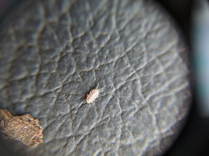 VIT TECH | Leafroll and Mealybugs (July 2022)