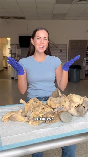 Nancy Bullard | 🫁🫀Human Body Tour FAQ’s🫀🫁 #humanbody #anatomy #organs #science #scienceteacher #humananatomy #kidneys #uterus #intestines @experienceanatomy | Instagram