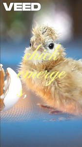 poultry farm devolope