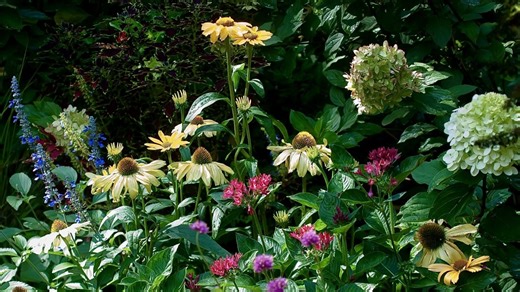 Have all your neighbors talking with the hydrangea of the year, the Limelight Prime