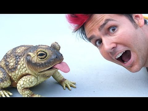 Petting Biggest Frog Surprise!
