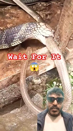 King Cobra vs Python: Kaun Jeetega? 🐍🔥" #shortsfeed