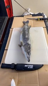 8.7K views · 31 reactions | @bluejaysoutdoors with a tutorial on how to fillet a pike using the Beyond Blade!  | Beyond Braid | Facebook