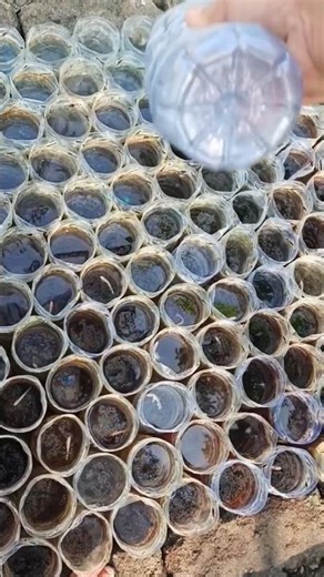 🐠 Precision Feeding in a Betta Fish Farm – A Unique Method! 👀