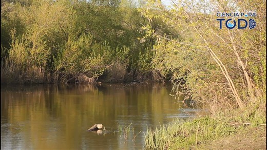 #ComunidadTecNM Conoce el desarrollo de un innovador sensor óptico de pH basado en fibra óptica, diseñado para medir la acidez del agua con alta precisión y bajo costo. Este avance científico del TECNM Tuxtla Gutiérrez destaca por su impacto en el cuidado ambiental, la salud pública y aplicaciones industriales. Ya disponible en #TecNMTV. 👉🏼 https://tv.tecnm.mx/sitio/web/index.html#/details?id=69d826d63039a713b39d545e6023e41b&serverId=effe399cf5324541942dcd7608cf3db1 #TransformamosLaEducación #