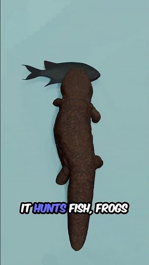Japanese Giant Salamander Facts | The World's Largest Living Amphibian
