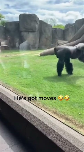 Breakdancer Challenges Gorilla to Dance Battle... You Won't Believe the Ending! 🦍💃