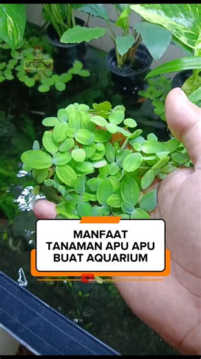 Jangan buang tanaman apu apu, sebelum tahu hal ini #apuapu #tanamanapuapu #tanamanair
