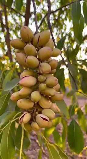 Faites pousser un pistachier naturellement à partir d’une simple pistache chez vous