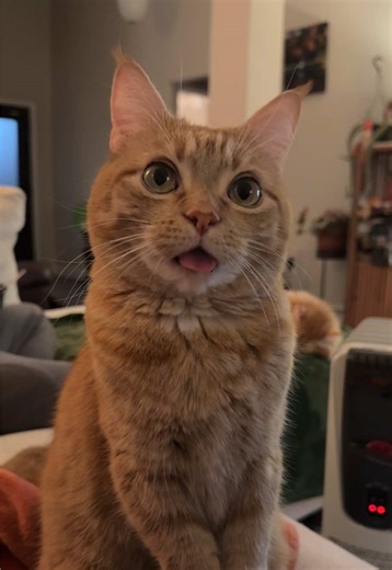 No thoughts, just vibes 👅 | Vibe Videos