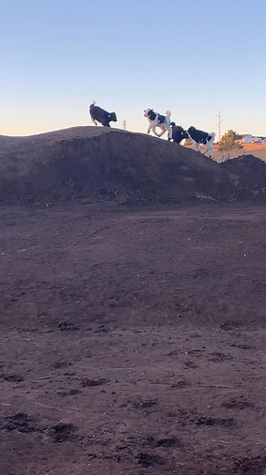 34 reactions · 6 comments | Make it a great day! #yaks #yaklife | Farrel Winds Ranch at Hodgen in the Dip | Facebook