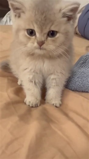 So cute #cutecat #pet #kucing #kitty #funnycat