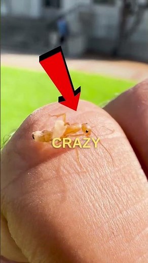 Ant Hatching From Egg