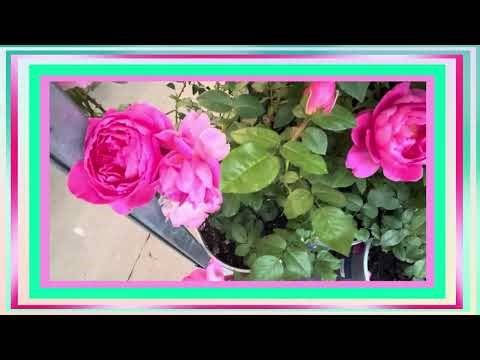 Love in Bloom: A Mother’s Day Tribute