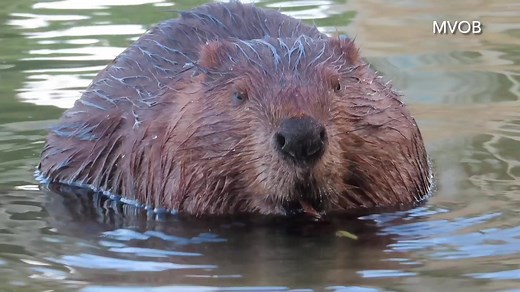 Beavers don’t eat wood, per se. They eat the cambium layer and new bark. Cambium is the actively growing layer of wood. If a twig or branch is skinnier than about a pencil, it is all actively growing and they eat it all. If it is thicker than about a pencil, they just eat the bark and cambium, and leave the bare wood behind. | Mike’s photos and videos of beavers