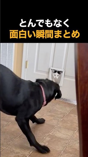 A compilation of ridiculously funny moments🤣🤣🤣