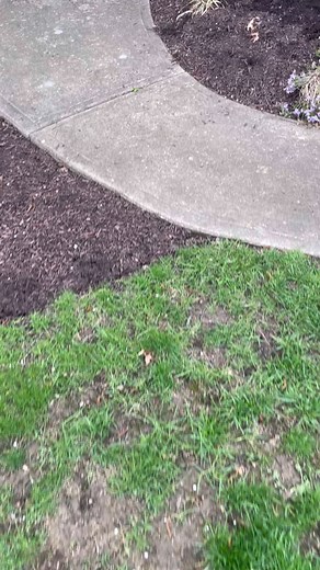 Azalea is dead? #landscapersoftiktok #TheOCDLandscaper #teamorange #azalea #plant #health #replacement #april #spring #foryourpage #foryou #fyp