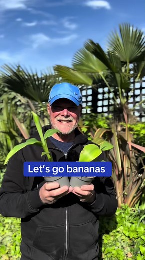 Growing Musa Basjoo Bananas in Your UK Garden