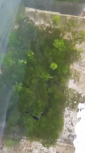 83K views · 1.4K reactions | Planting cabomba plants #plants #aquaticplants #Cabomba #guppy #guppyfish #fish #guppynest | Guppy'Nest | Facebook