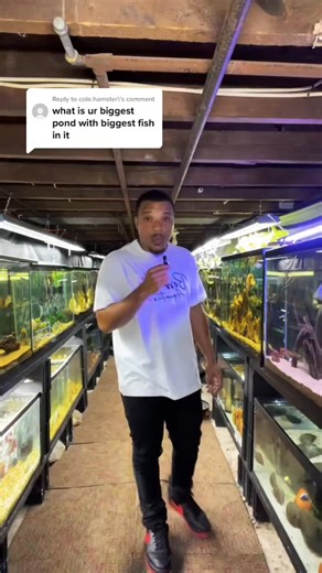 42K views · 678 reactions | What's my biggest Pond #fish #aquariums #fishtank #aquariumfish #aquariumhobby #monsterfishkeepers | Boss Aquatics | Facebook