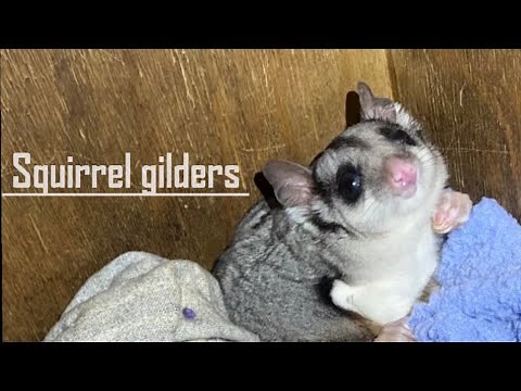 Unique Australian wildlife: The Squirrel glider