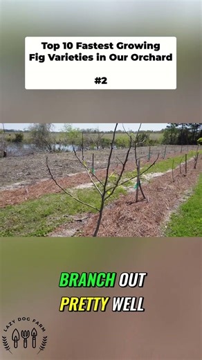 The Fastest Growing Fig Varieties in Our Orchard - #2