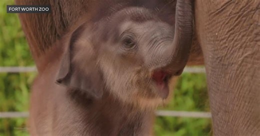 Fort Worth Zoo debuts record‑size Asian elephant calf named Sam Houston