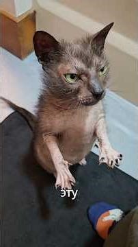 The Lykoi is a rare cat that resembles a small wild wolf. #lykoi #lykoi #cat