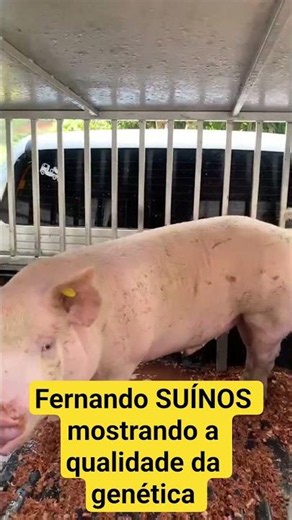 Fernando SUÍNOS showing off the quality of our swine genetics.#pigfarming #breeding #breeding