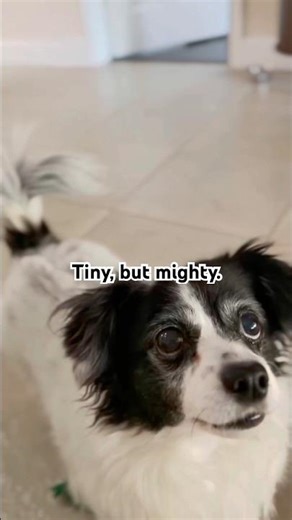 My Tiny but Mighty Papillon Mix - Meet Chi 🐾 #dogs #dogtugofwar #fetch #shorts