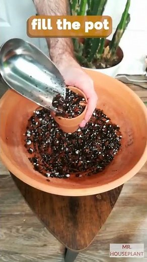 Lithops Seeds Planting (Quick & Detailed Potting Guide)