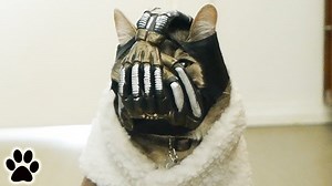 Not usually a cat fan, but...