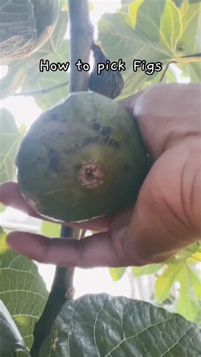 How to Pick Figs Without Damaging Them (The Right Way to Harvest)