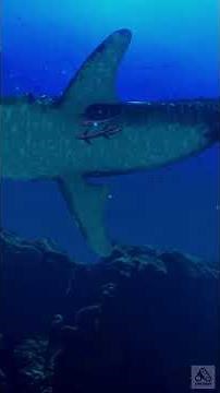 VR Aquariums 🐠 Relaxing Underwater Ambience