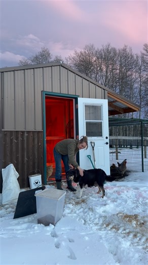 It’s the end of 2025 and a fresh new year is upon us. With it being a bit warmer this week, I decided I better clean the coop! ⭐️ ⭐️ ⭐️ ⭐️ ⭐️ Guest appearances by: #AmbersCatMac #AmbersHenHouse #AmbersRoosterPhoenix #AmberMarshallsFosterDog #MamaDog #MoeDogRescue #Kubota | Amber Marshall