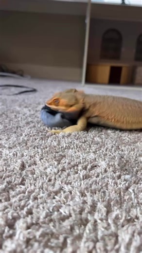 Samson the Dancer: A Bearded Dragon's Artistic Moves