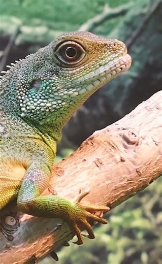 Chameleon: The Master of Camouflage