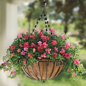 Happy Chappy Ground Cover Rose