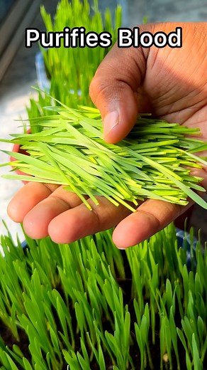 Benefits of Wheat Grass Juice ☘️#reels #gardening | Bidyut Mandal