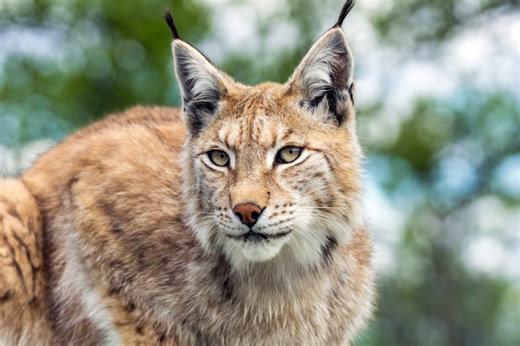 Pourquoi cette vidéo d'un lynx dans les Pyrénées fait-elle autant parler ? - Mon séjour en montagne