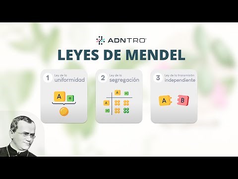 Las leyes de Mendel en menos de 5 minutos