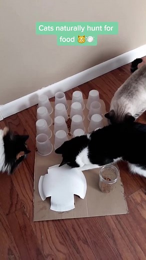 How to keep your cats busy #HealthyCooking #4you #cattraining #CatsOfTikTok #catsoftiktok #challenge