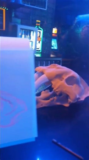 Smilodon skull UV pen in club