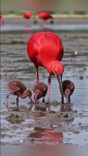 Beautiful and Colorful Bird Scarlet Ibis #animal #animals #bird #birds #nature #wildlife
