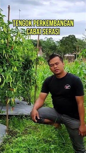 See the Development of Compatible Chili