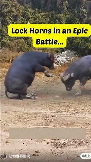 Wild Water Buffalo Fight Ends with Broken Horn!